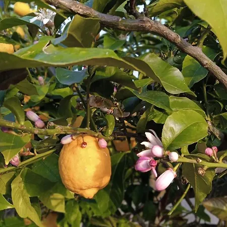 Aparthotel Julietta Argostoli (Kefalonia)