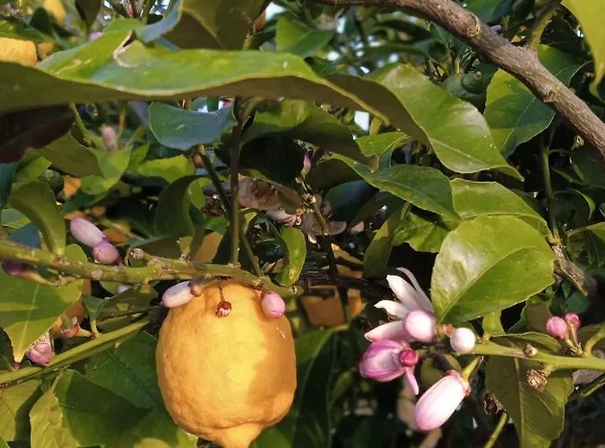 Aparthotel Julietta Argostoli (Kefalonia)